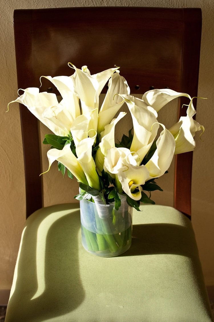 Elegant white calla lilies arranged in a glass vase casting shadows on a green surface.