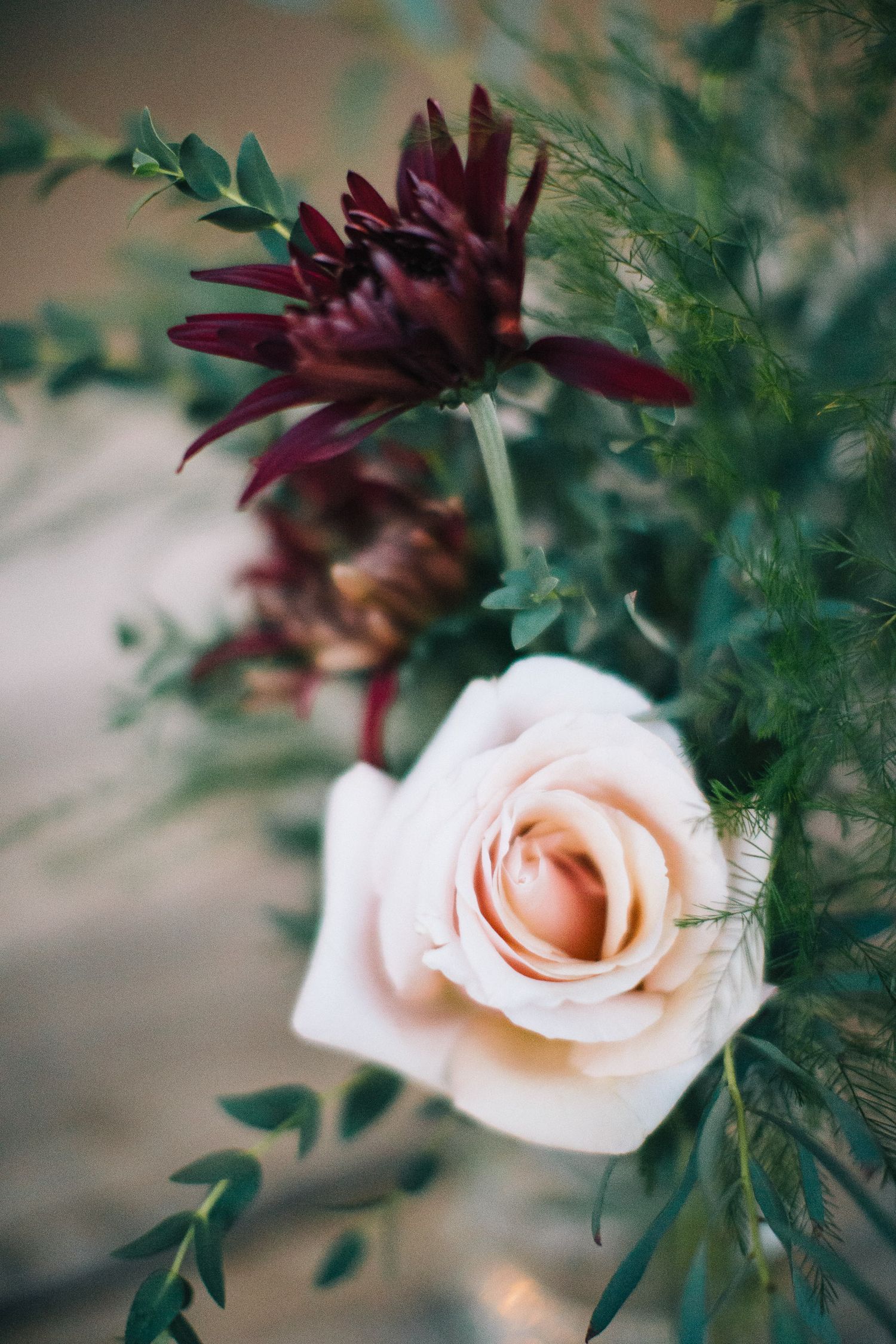 Close-up of a delicate pink rose with burgundy flowers and green foliage in soft focus.