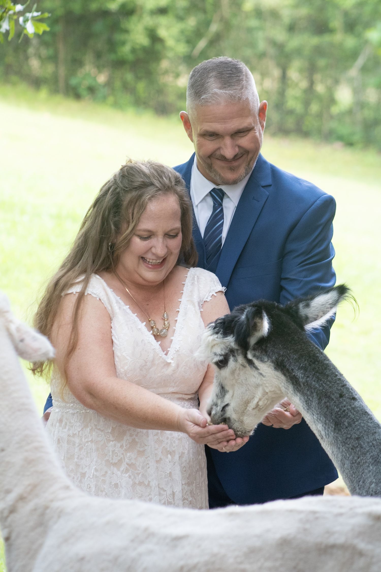 Couple in wedding attire smiling while feeding alpacas outdoors, surrounded by greenery on their special day.