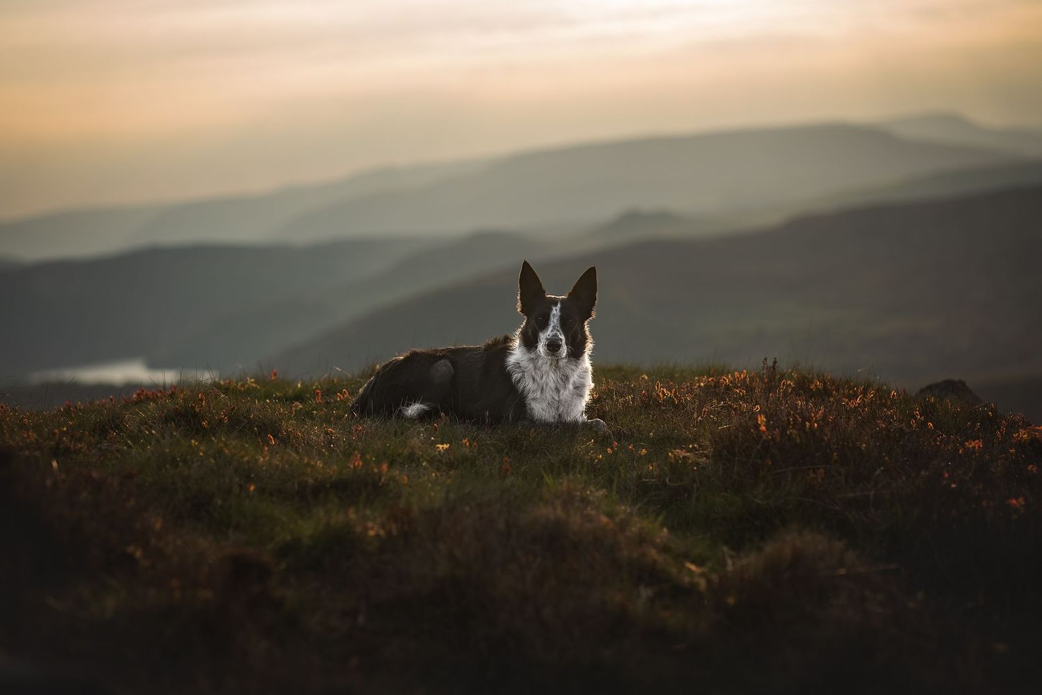 a border collie lying down with the peak district landscape behind her
