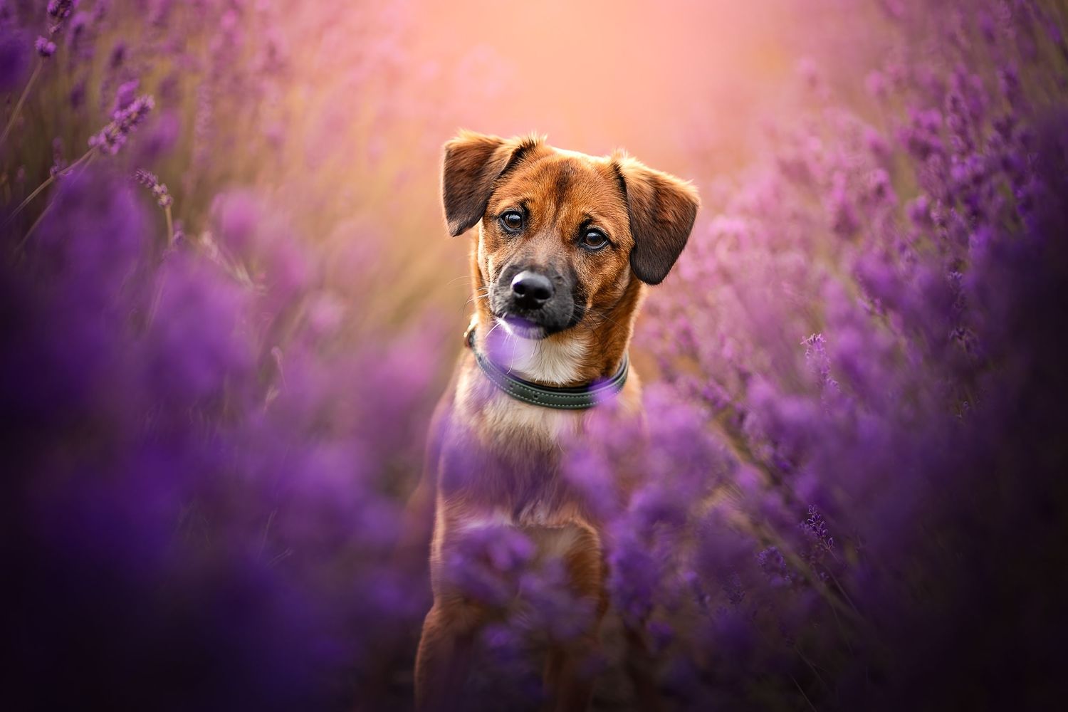 beautiful fine art portrait of a mixed breed dog in lavender