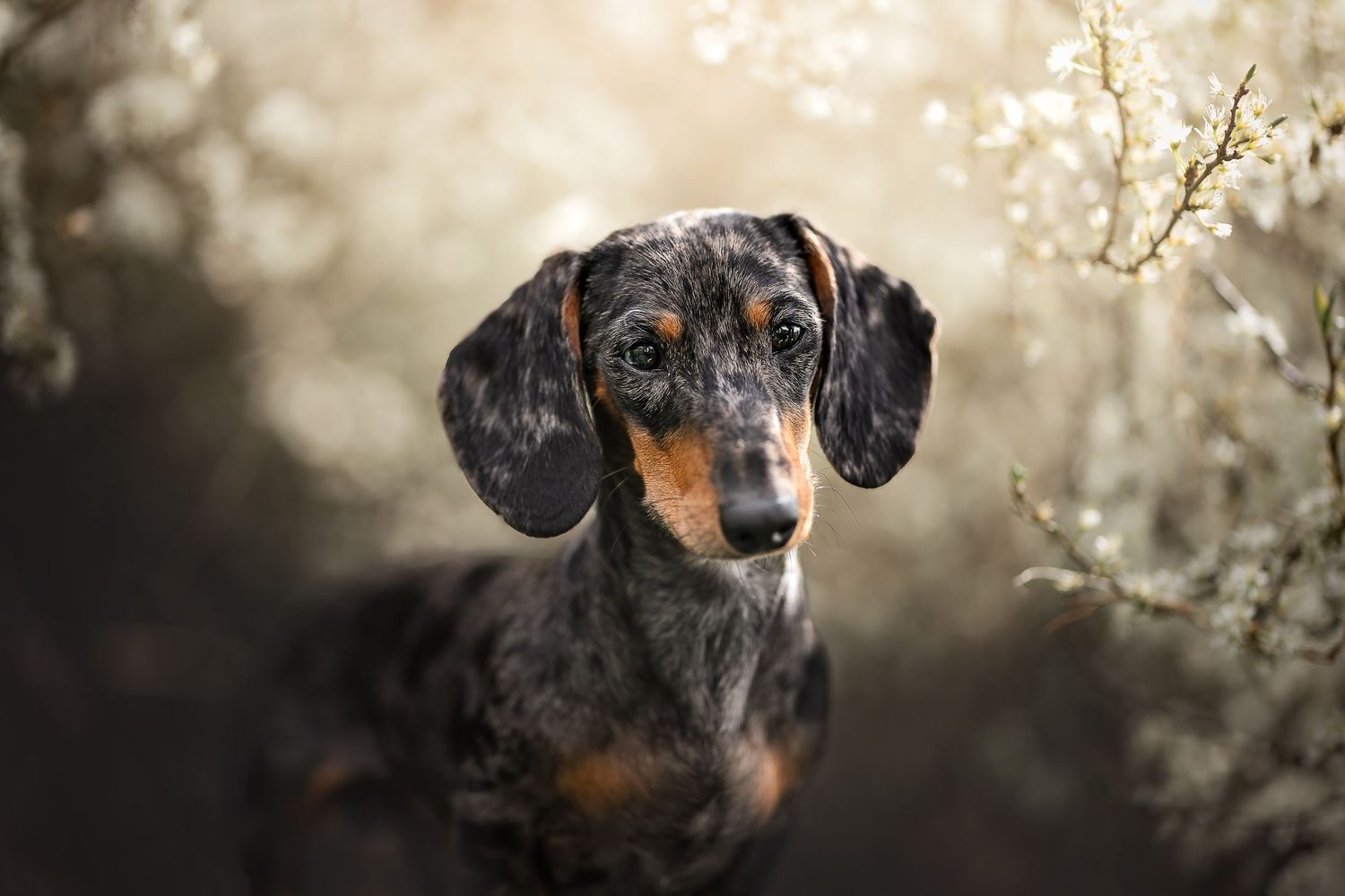 dappled dachshund portrait in blossom