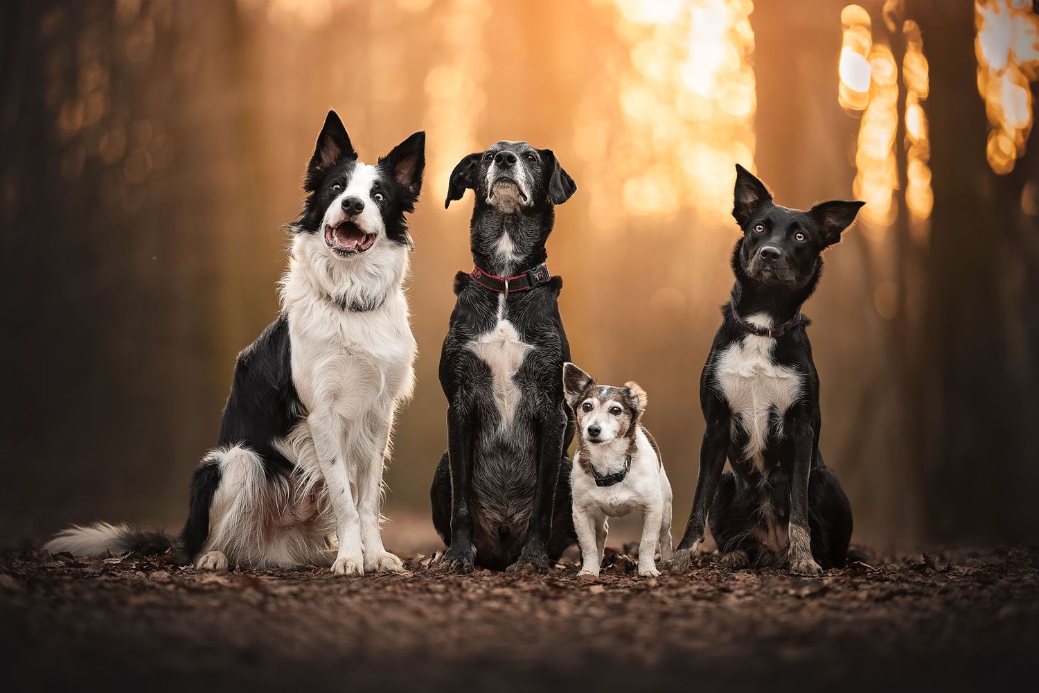a group of dogs sat together in the woodland at golden hour