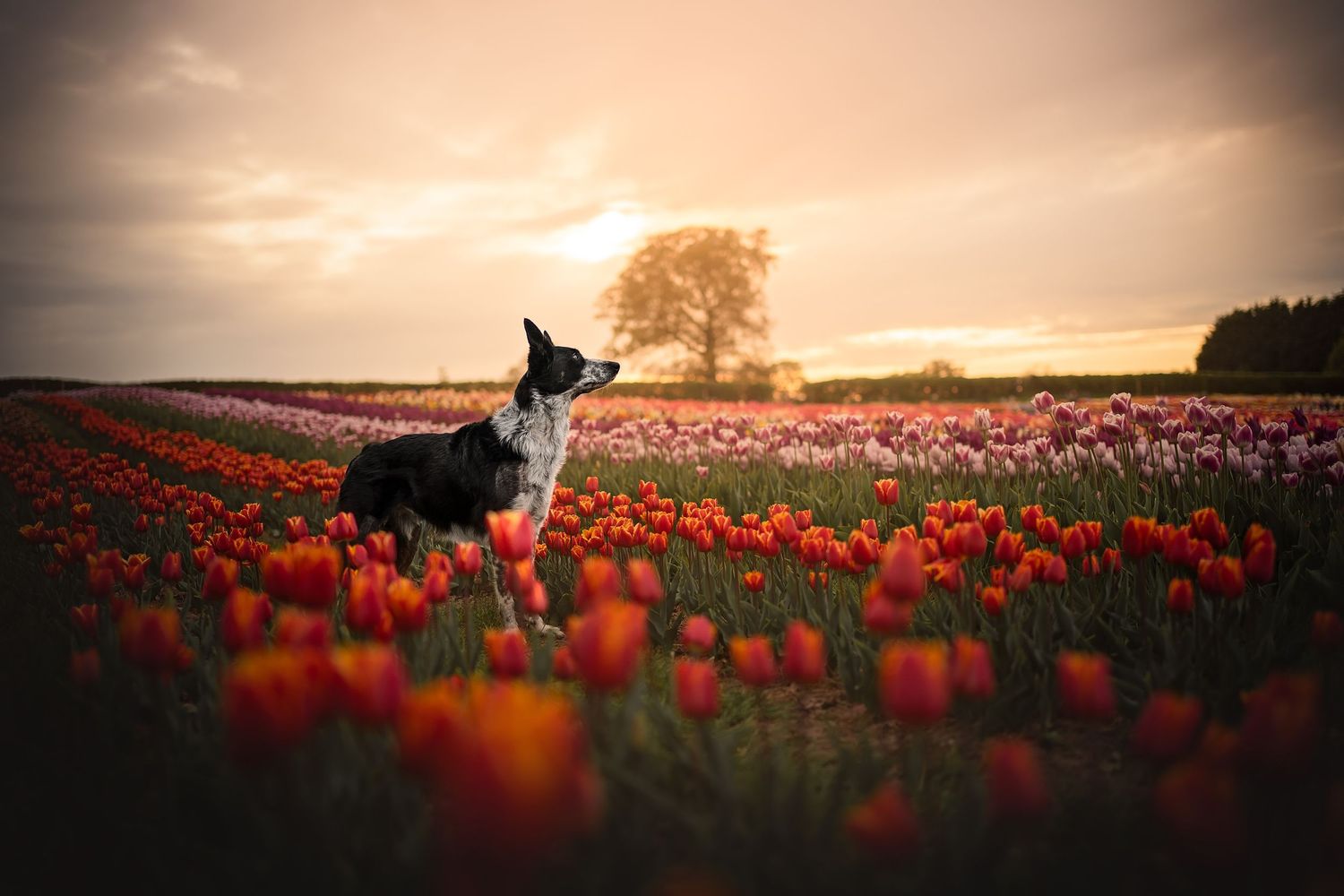 a dog posing among a tulip field in the uk