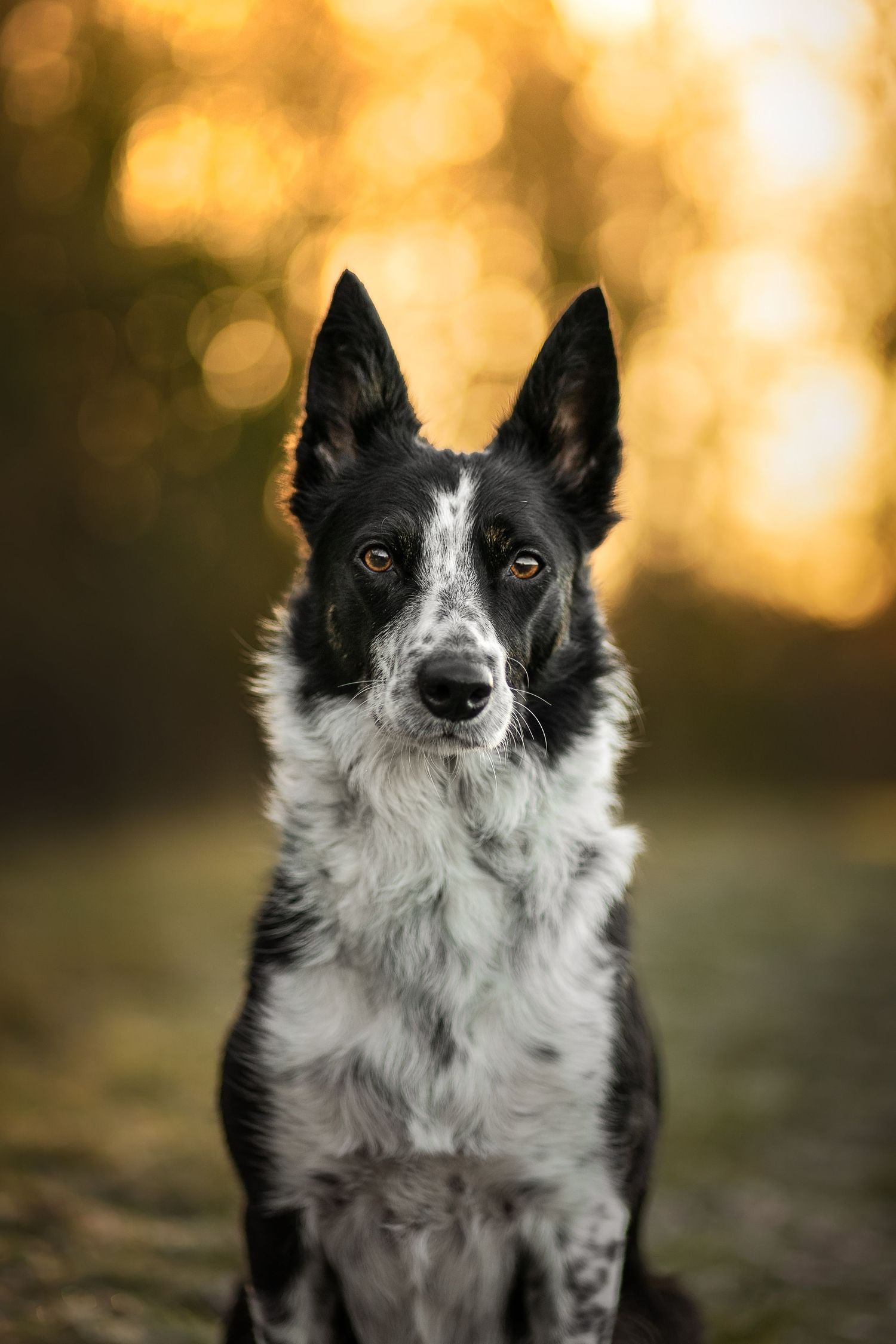 fine art portrait of a border collie at golden hour