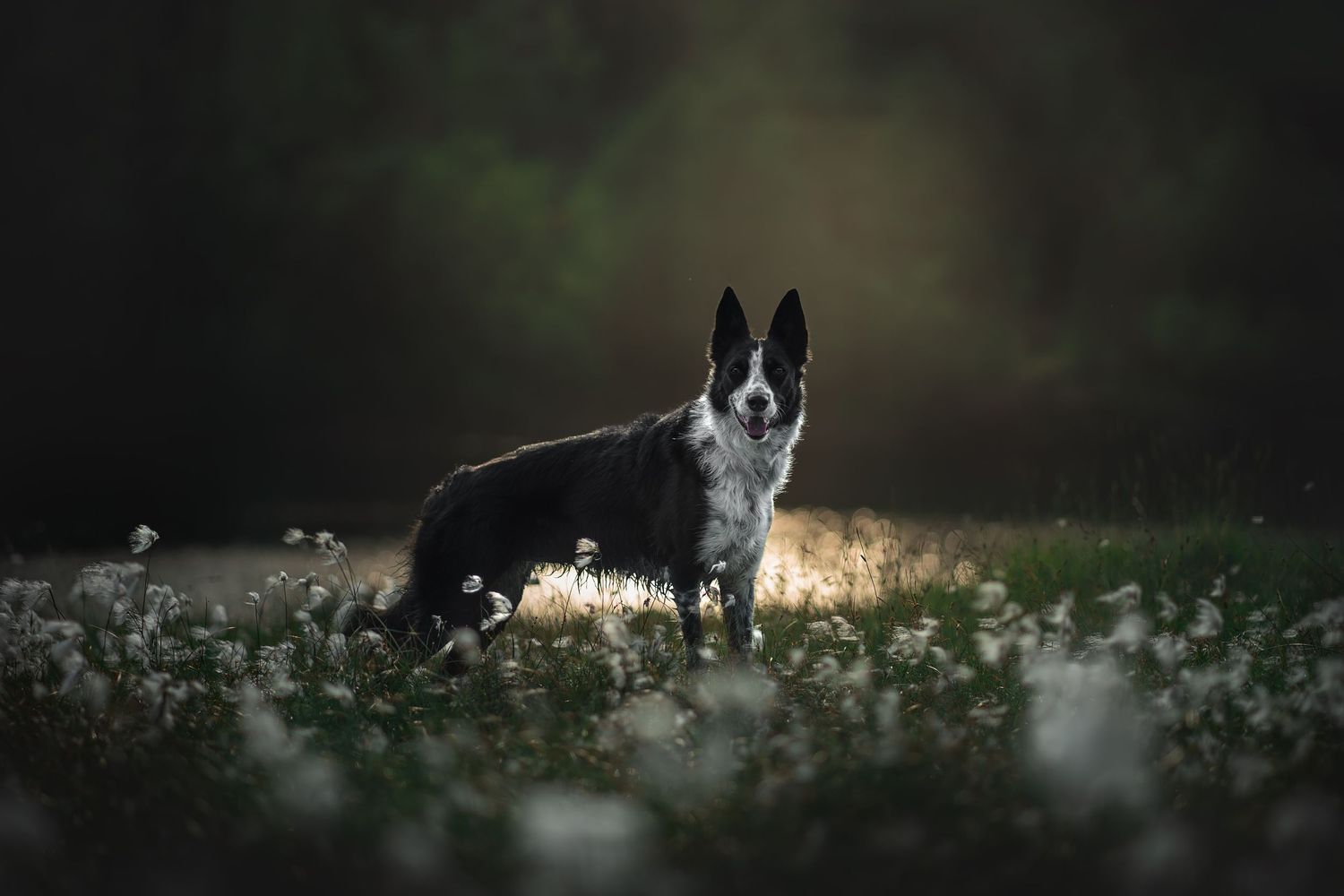 dog by lake