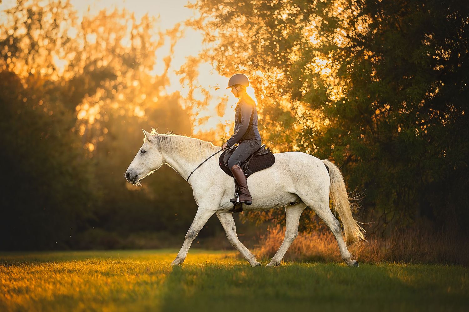 grey horse ridden bridleless at golden hour in oxfordshire