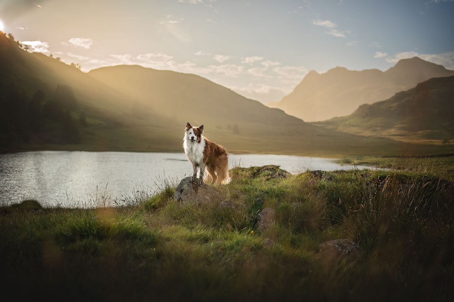 border collie in the lake district landscape with the Langdale Pikes in the background