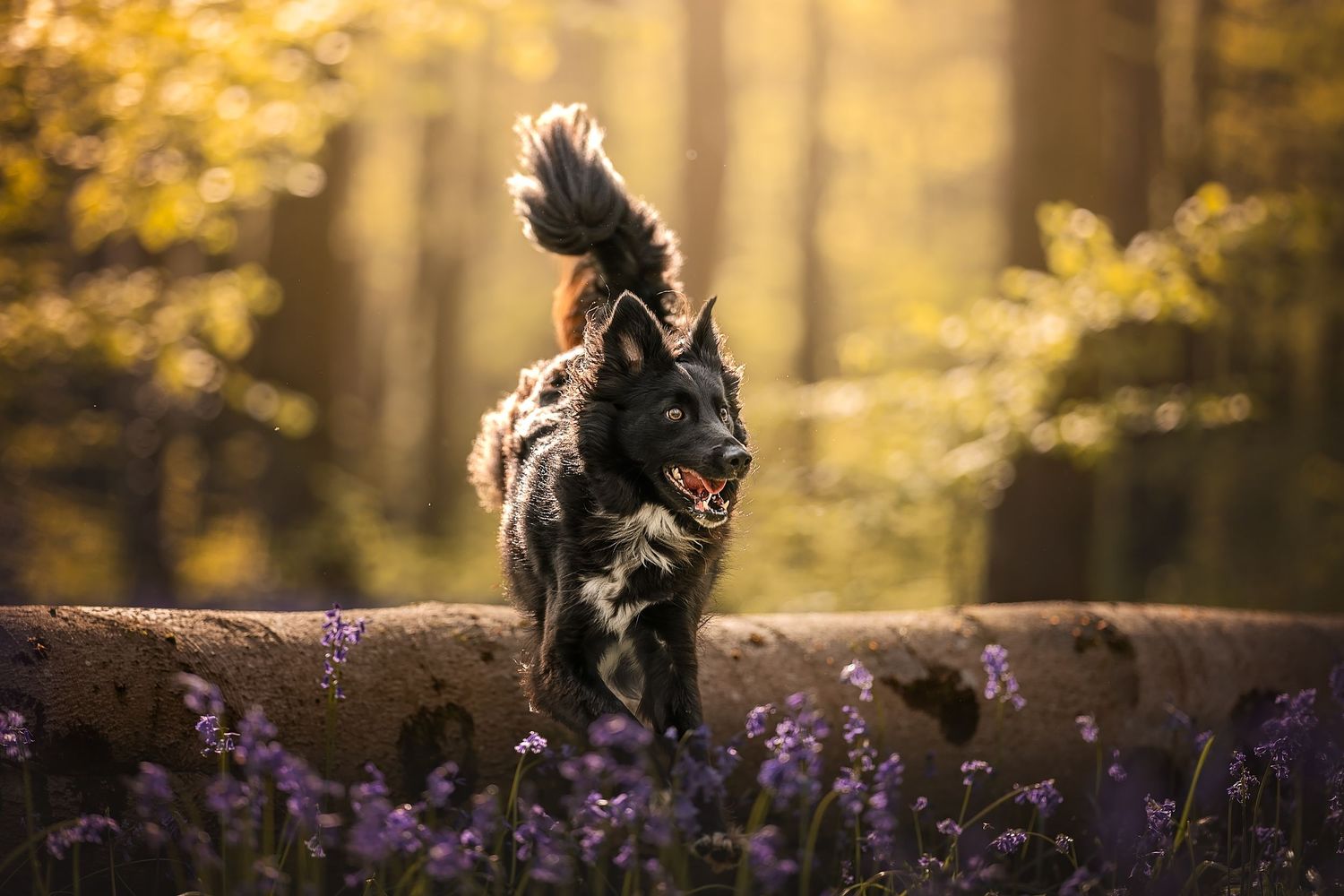 happy dog jumping over fallen log into bluebells