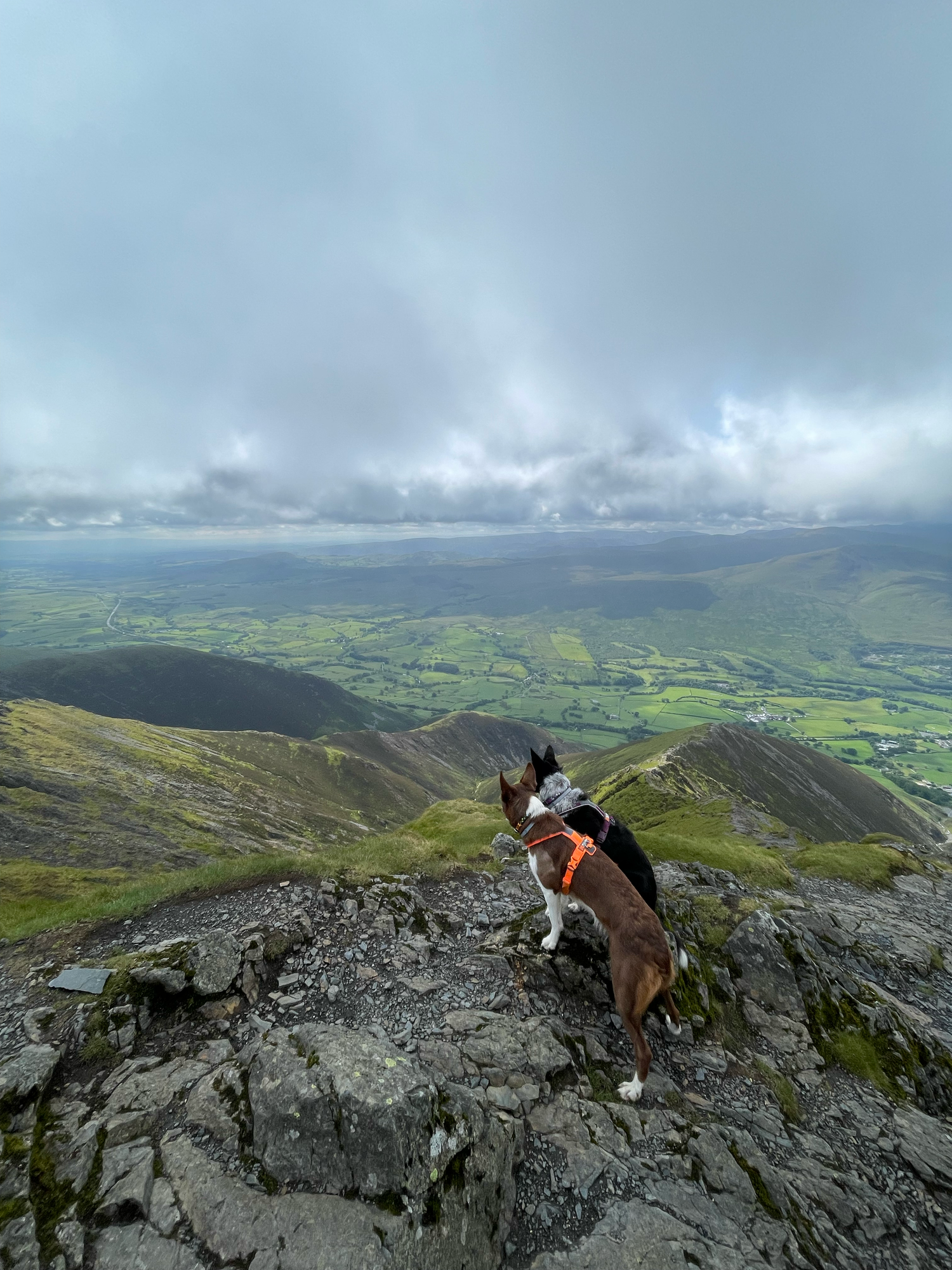 dogs on blencathra