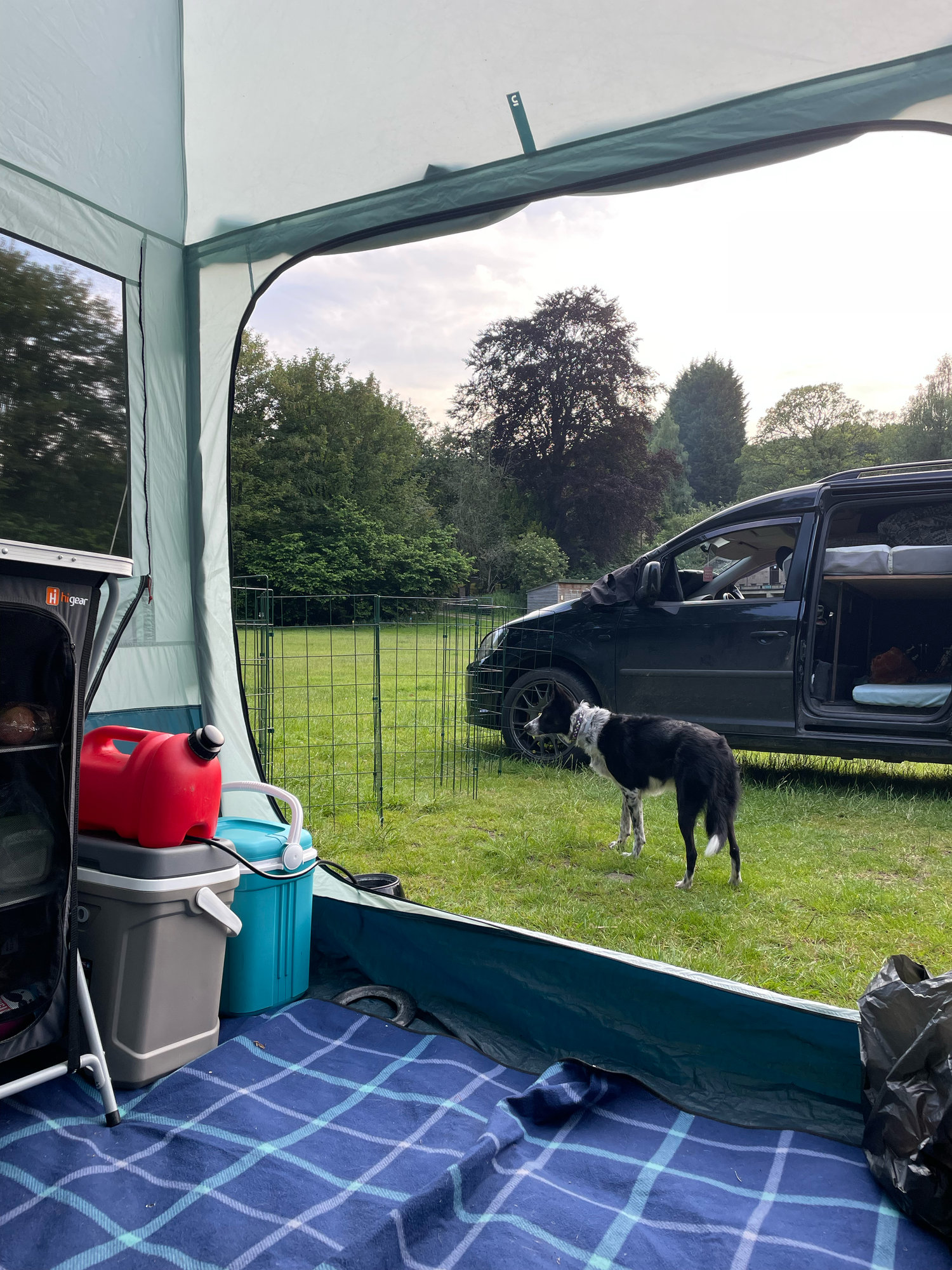 camping with dogs