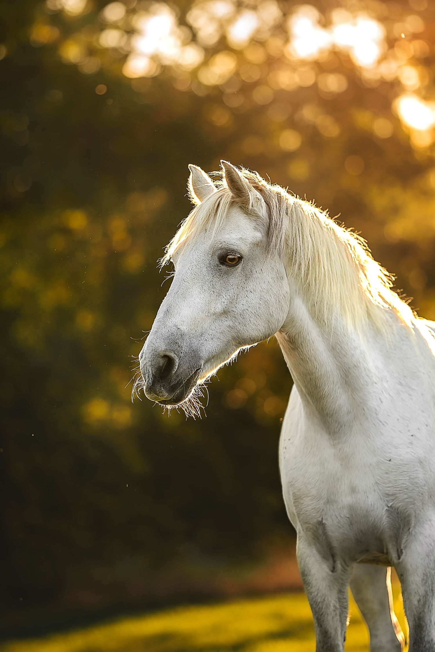 a headshot portrait of a grey horse at golden hour in Oxfordshire