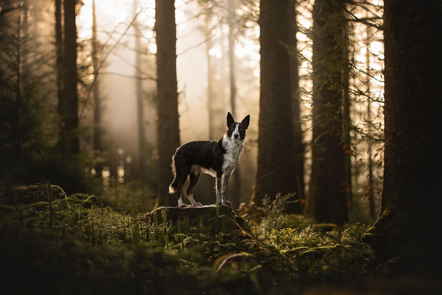dog stood on stump in mossy woodland in golden misty lighting in hafren forest