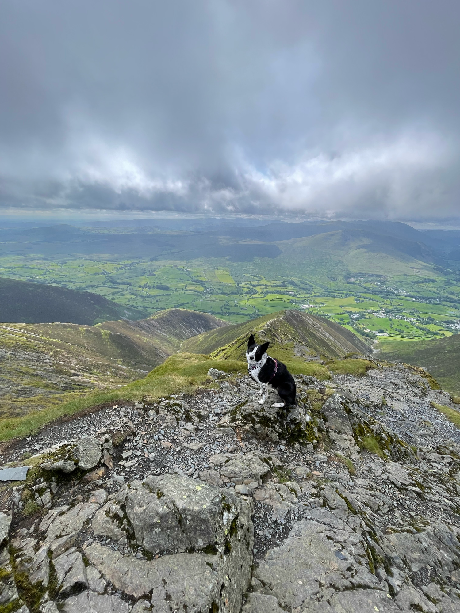 the view from on top of blencathra dogs