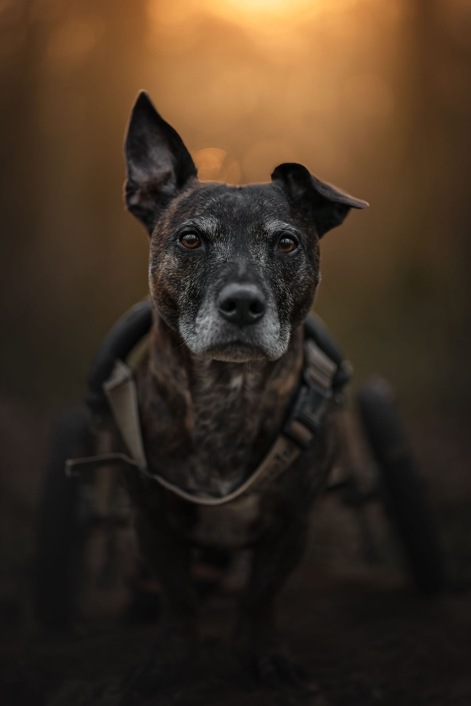 greying mixed breed fine art style portrait of a dog in a wheelchair