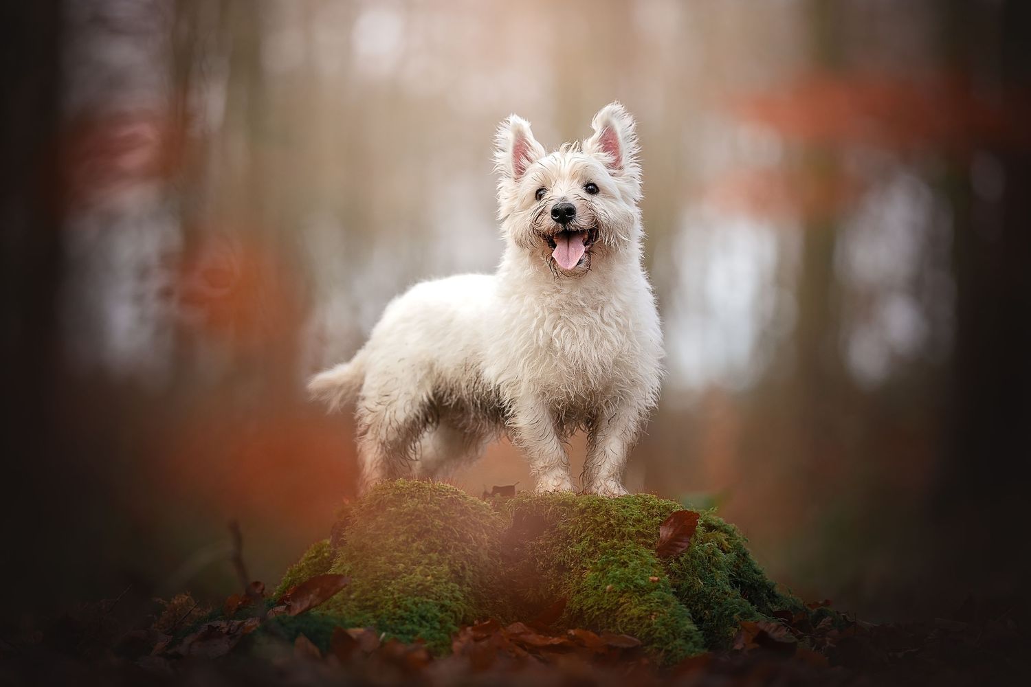 a westie posing on a stump in autumn west woods wiltshire