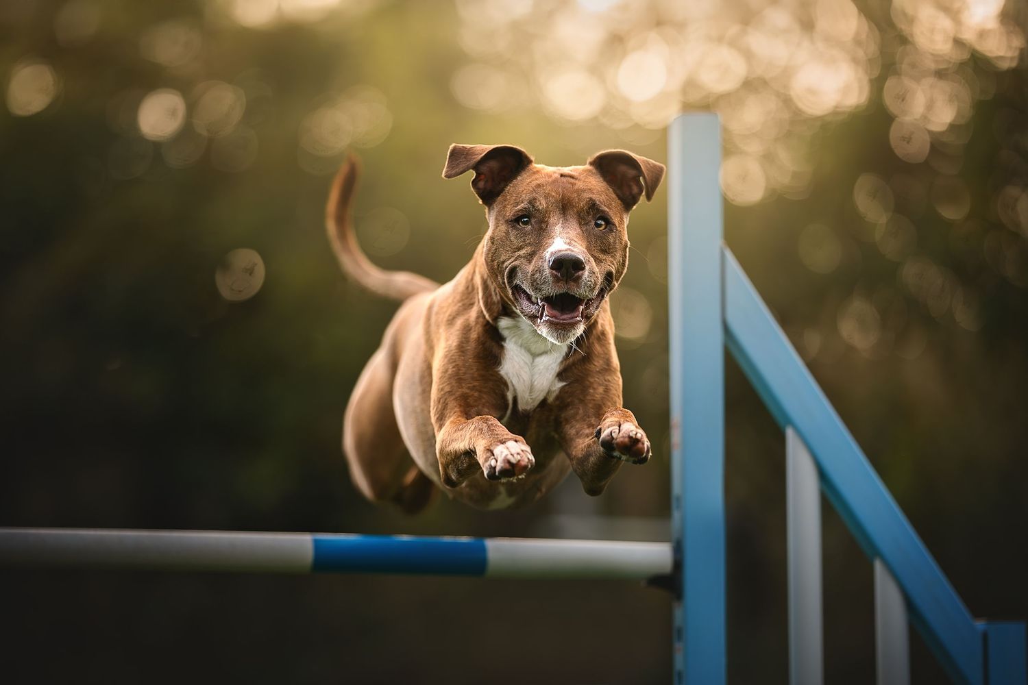 a dog jumping an agility jump at golden hour towards the camera
