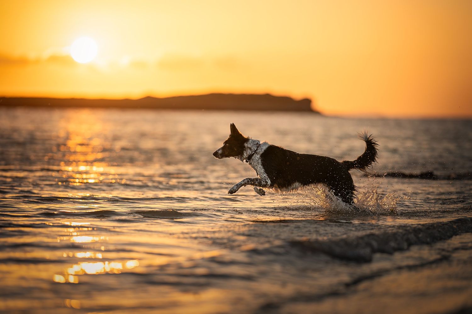 border collie running at golden hour in the sea in the isle of skye, scotland