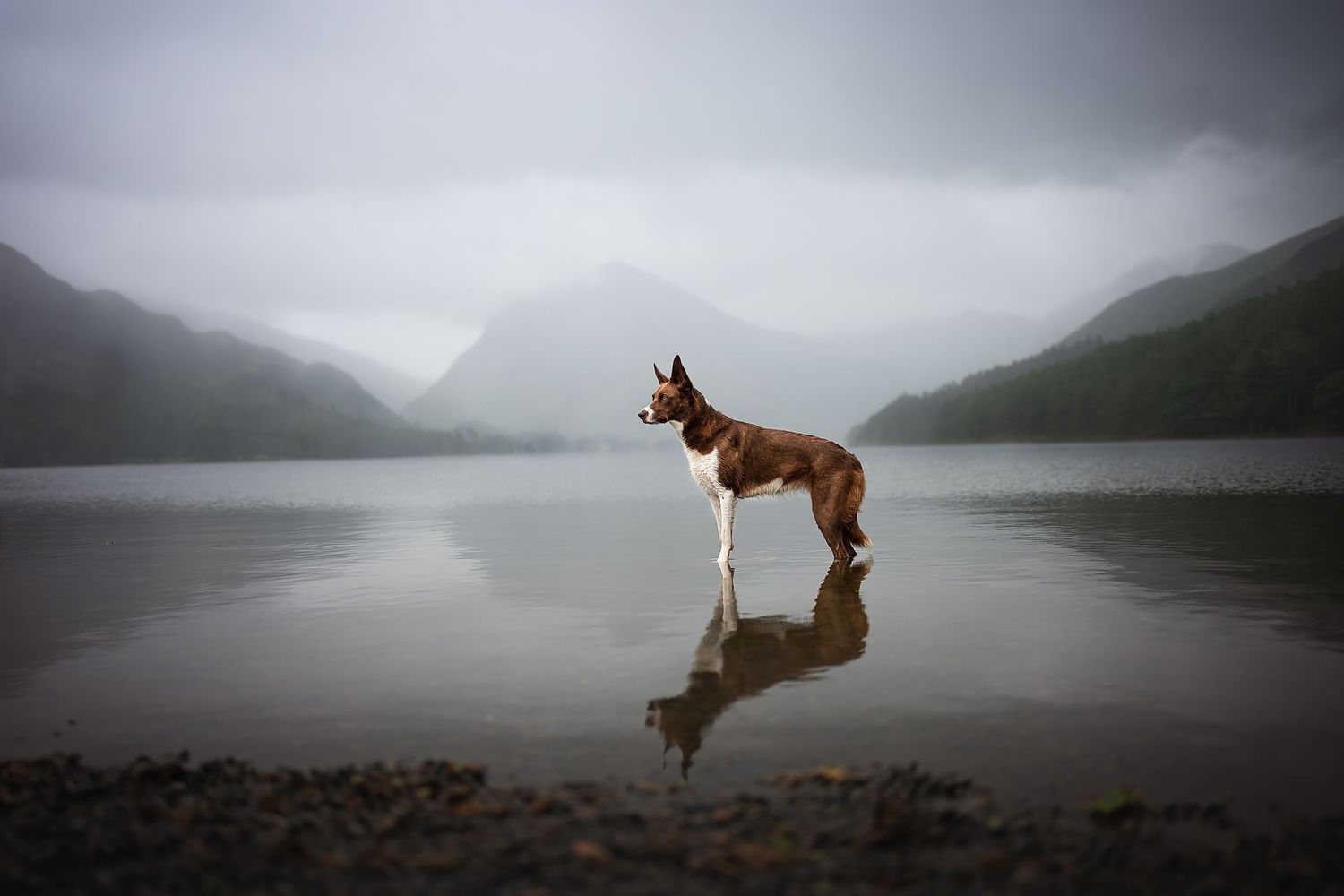 border collie posing in a misty buttermere, the Lake District with fleetwith pike in the background
