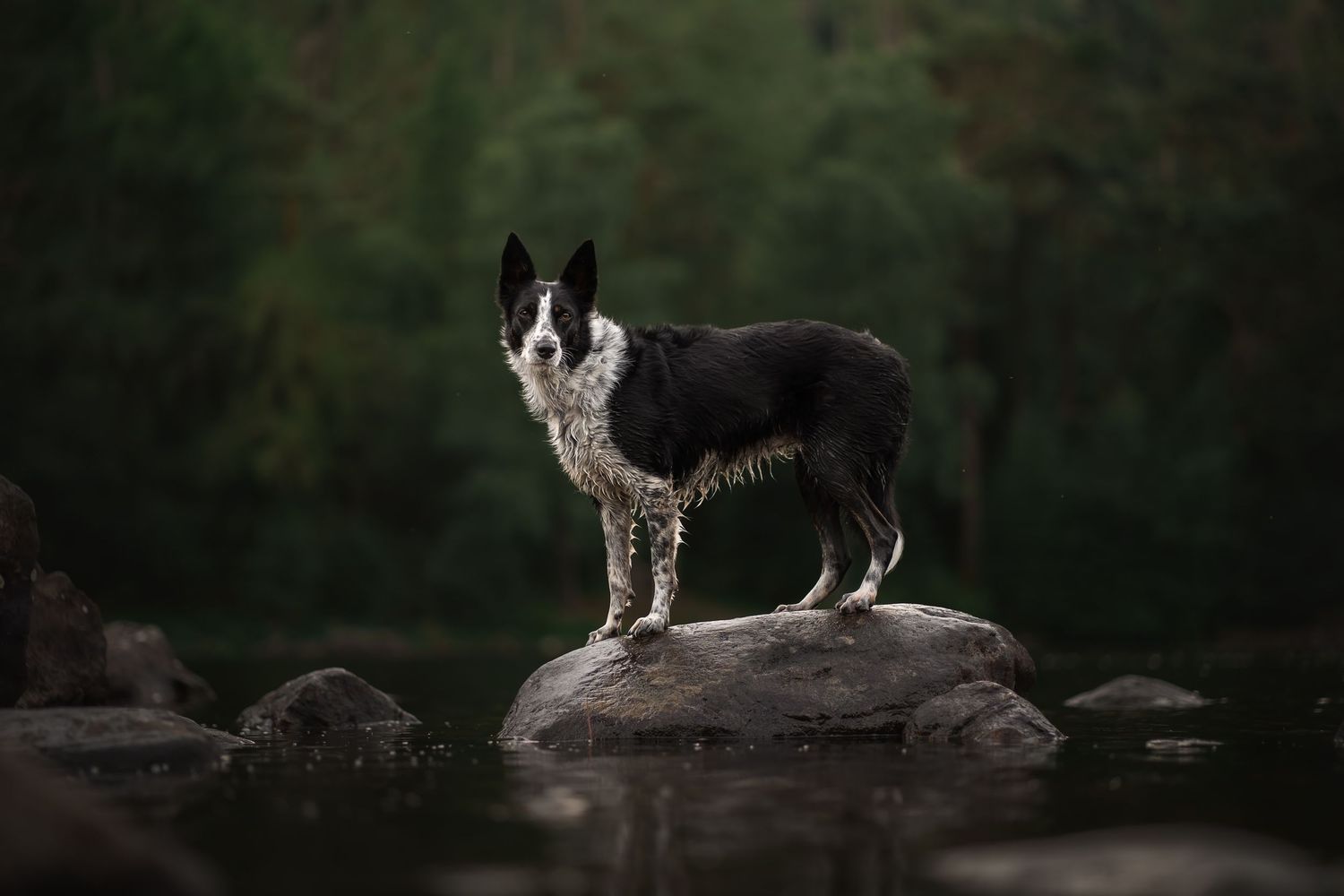 border collie photography lake