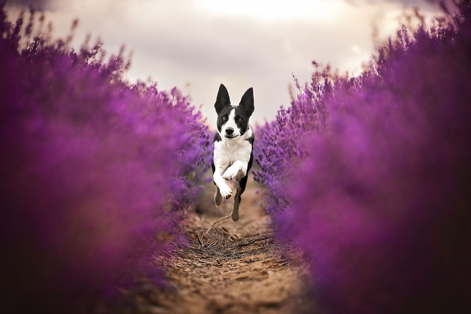 dog running through lavender at cotswold lavender