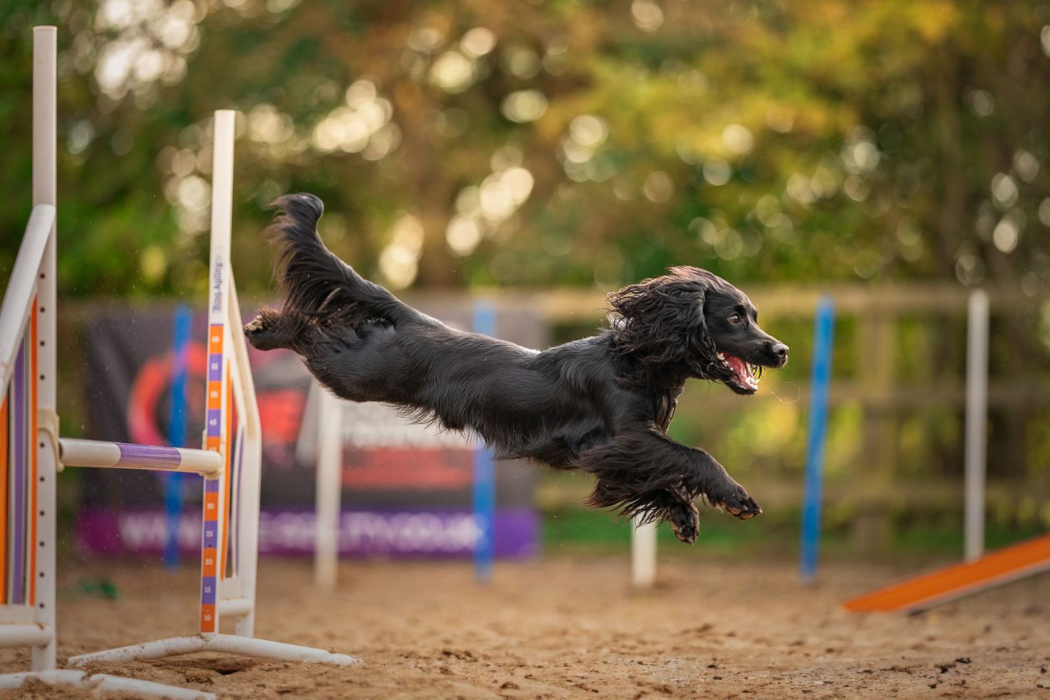 a dog jumping a jump in dog agility