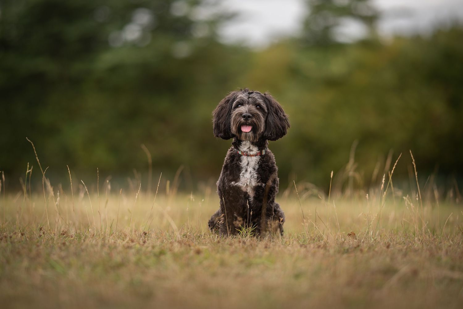 a Tibetan Terrier posing for a fine art portrait in a field in Wilshire