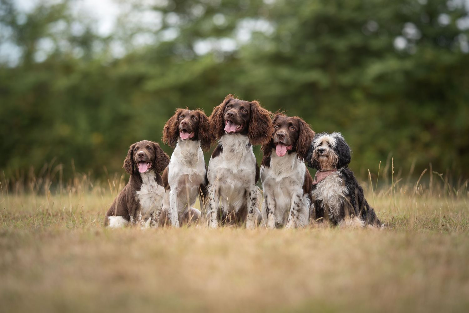 a portrait of a large group of dogs posing in a field