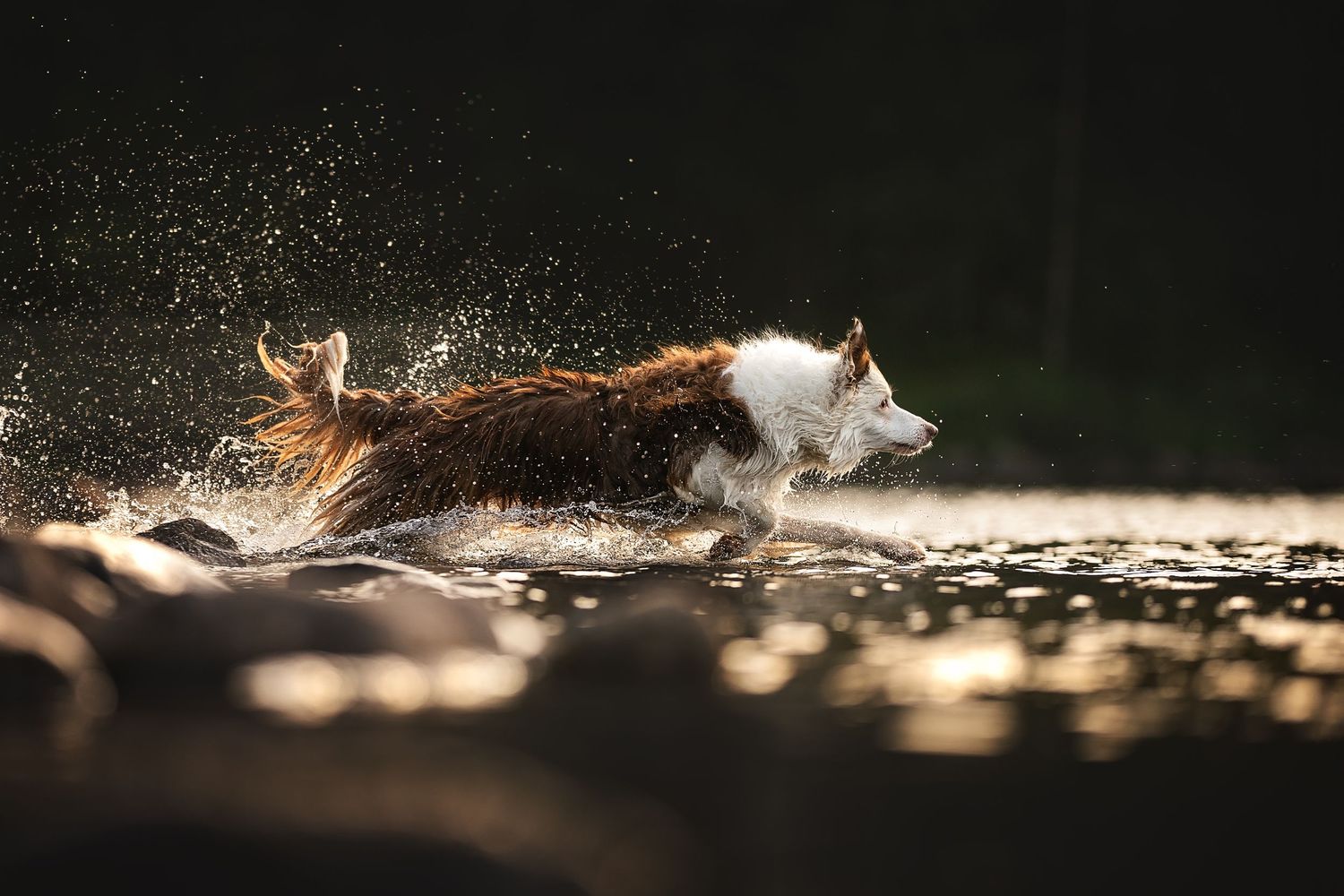 a dog running into a lake with beautiful lighting at blea tarn in the langdales