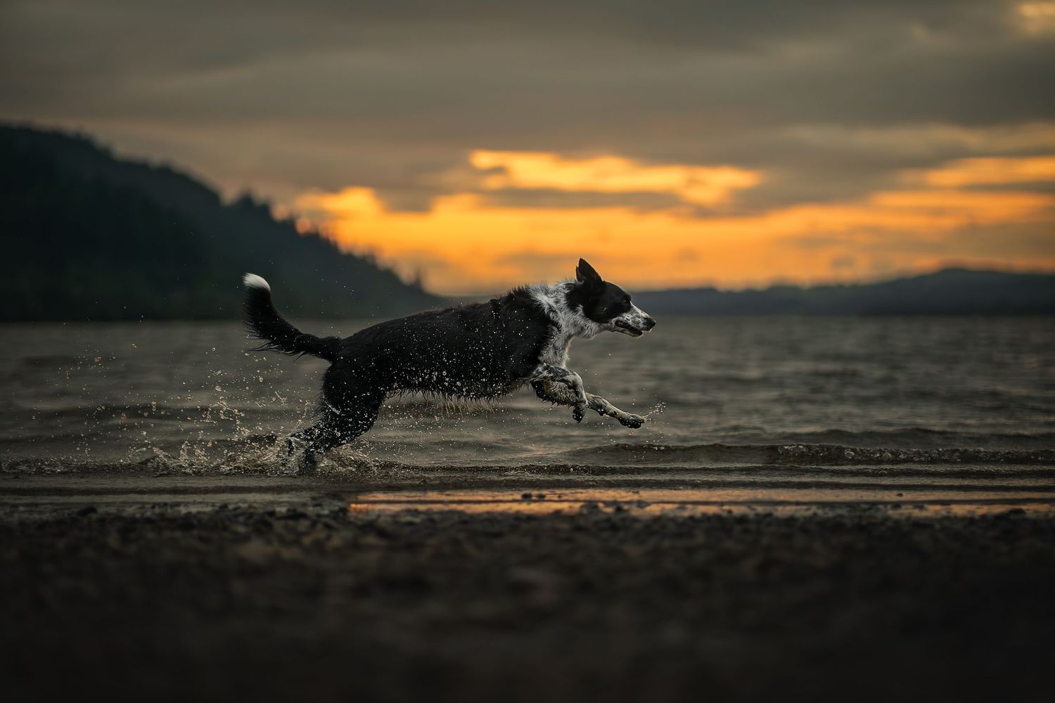 a dog running with a lake behind it at golden hour at a lake in the lake district