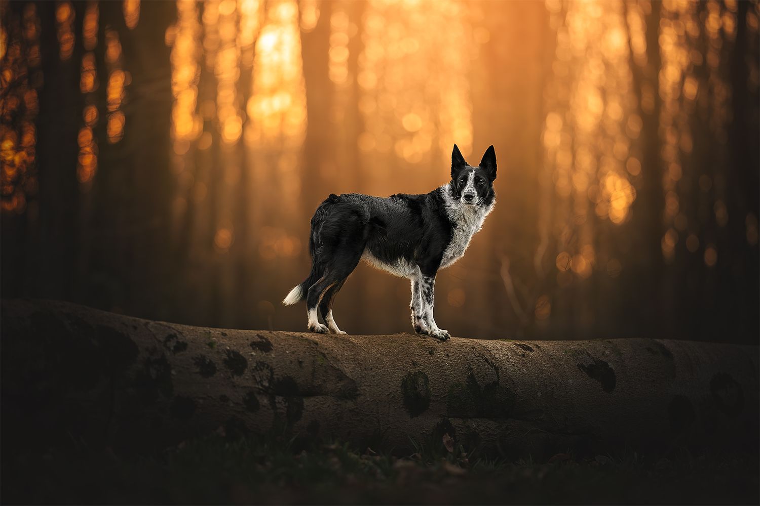 border collie stood on log at golden hour in west woods, wiltshire