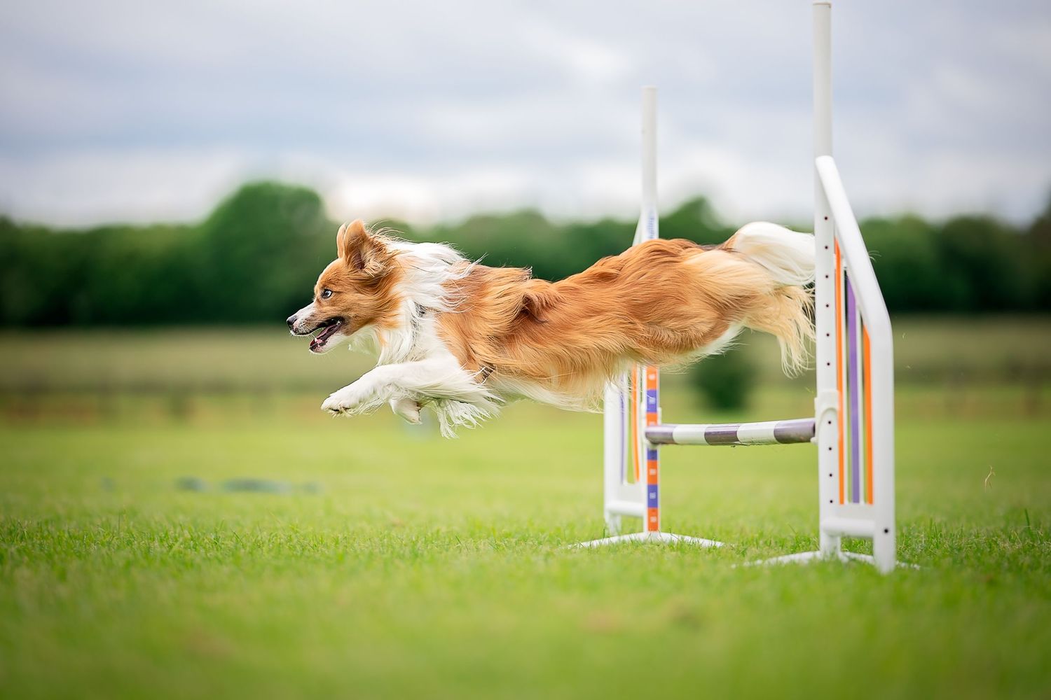 a border pap jumping at dog agility