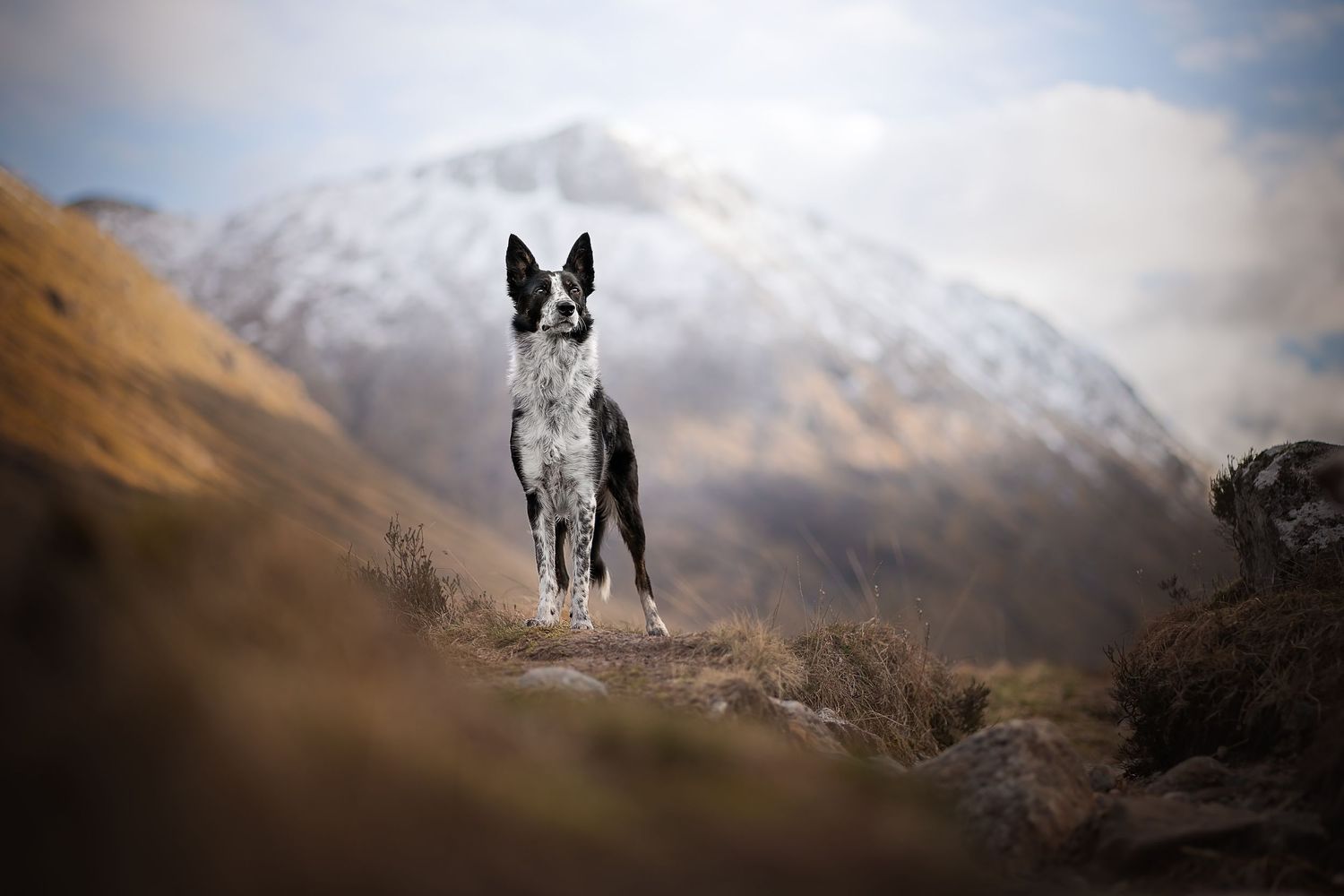 a border collie with a snowy mountain looming behind in glencoe, scotland