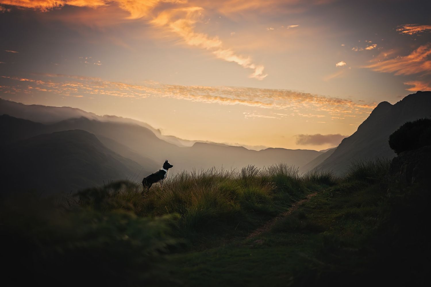 a dog stood on side pike in the langdale pikes in the lake district at sunset