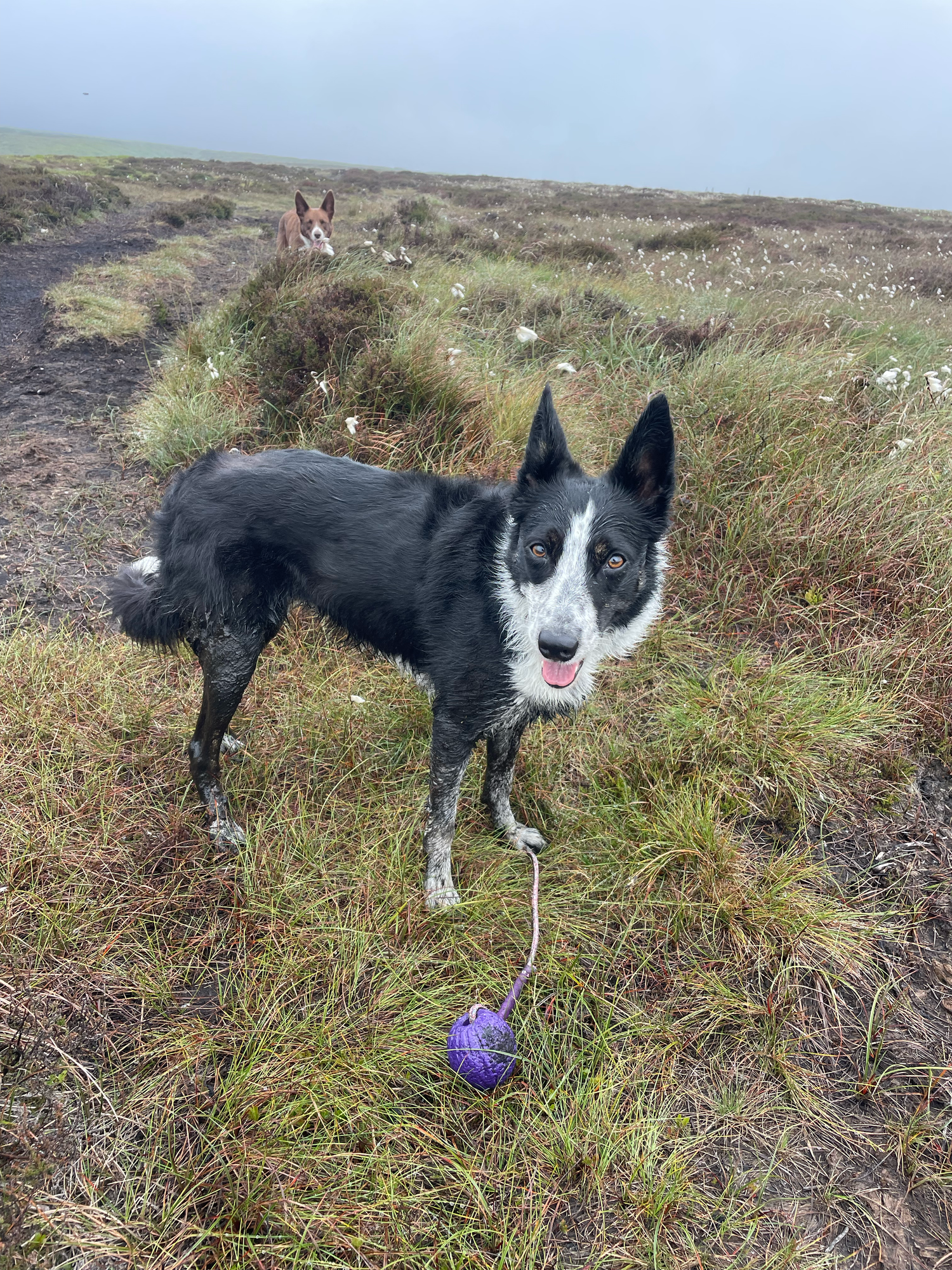 dog covered in bog