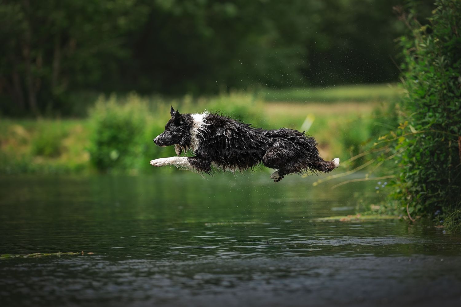 border collie jumping into water