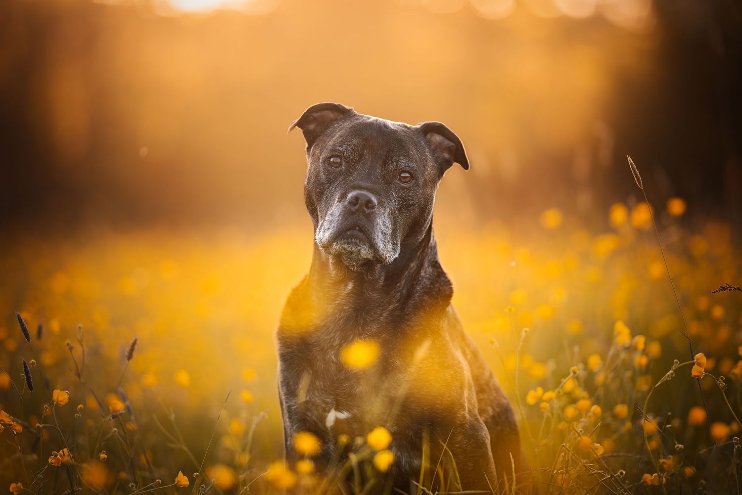 fine art headshot of a dog in a field of buttercups in wiltshire