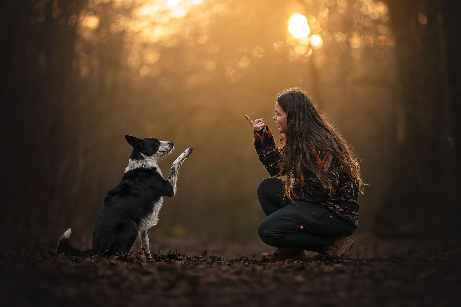 owner and border collie dog performing tricks at golden hour at west woods