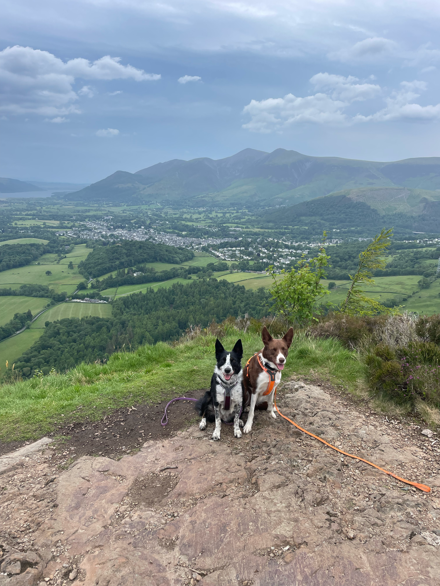 walla crag dogs
