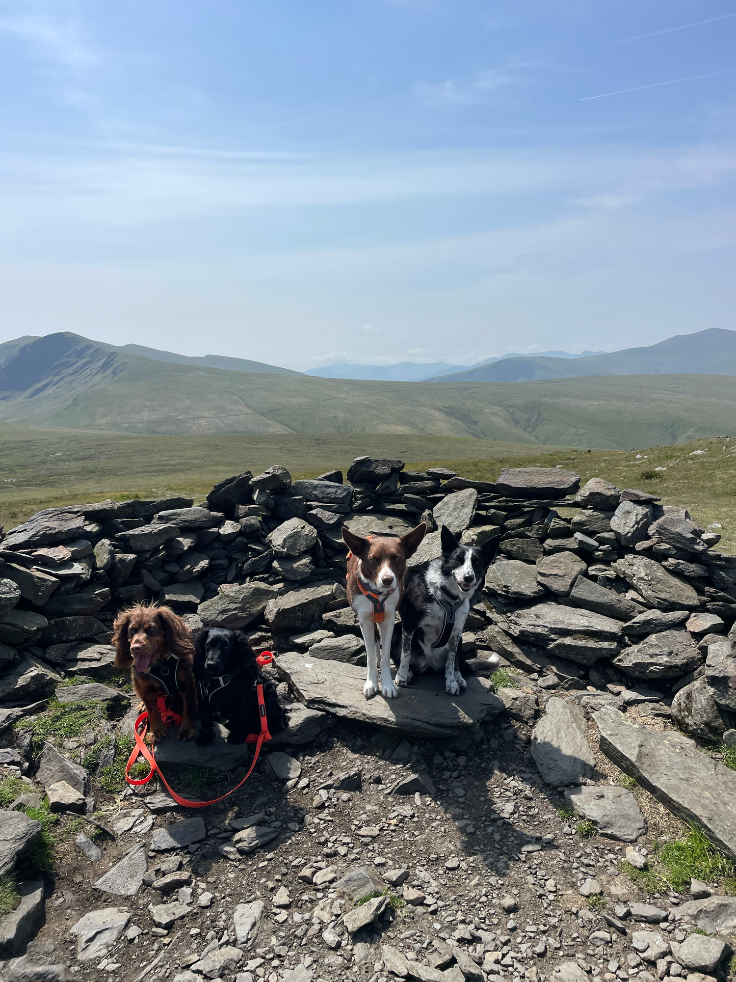 dogs on top of bowscale fell pike lake district