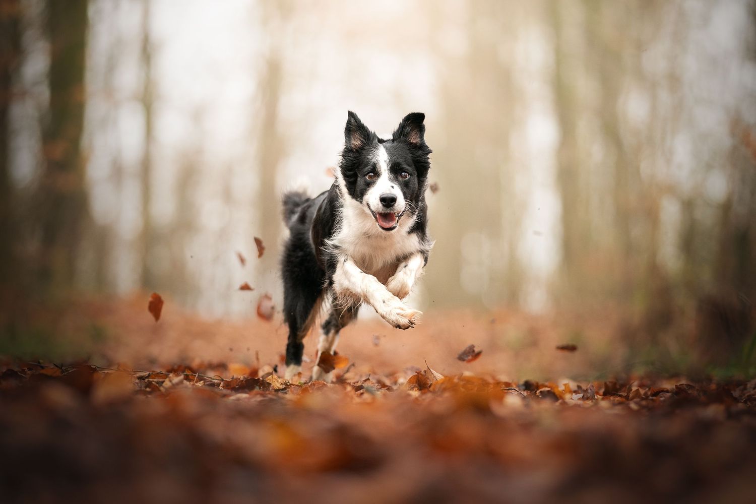 border collie running towards the camera, in an autumnal west woods in wiltshire