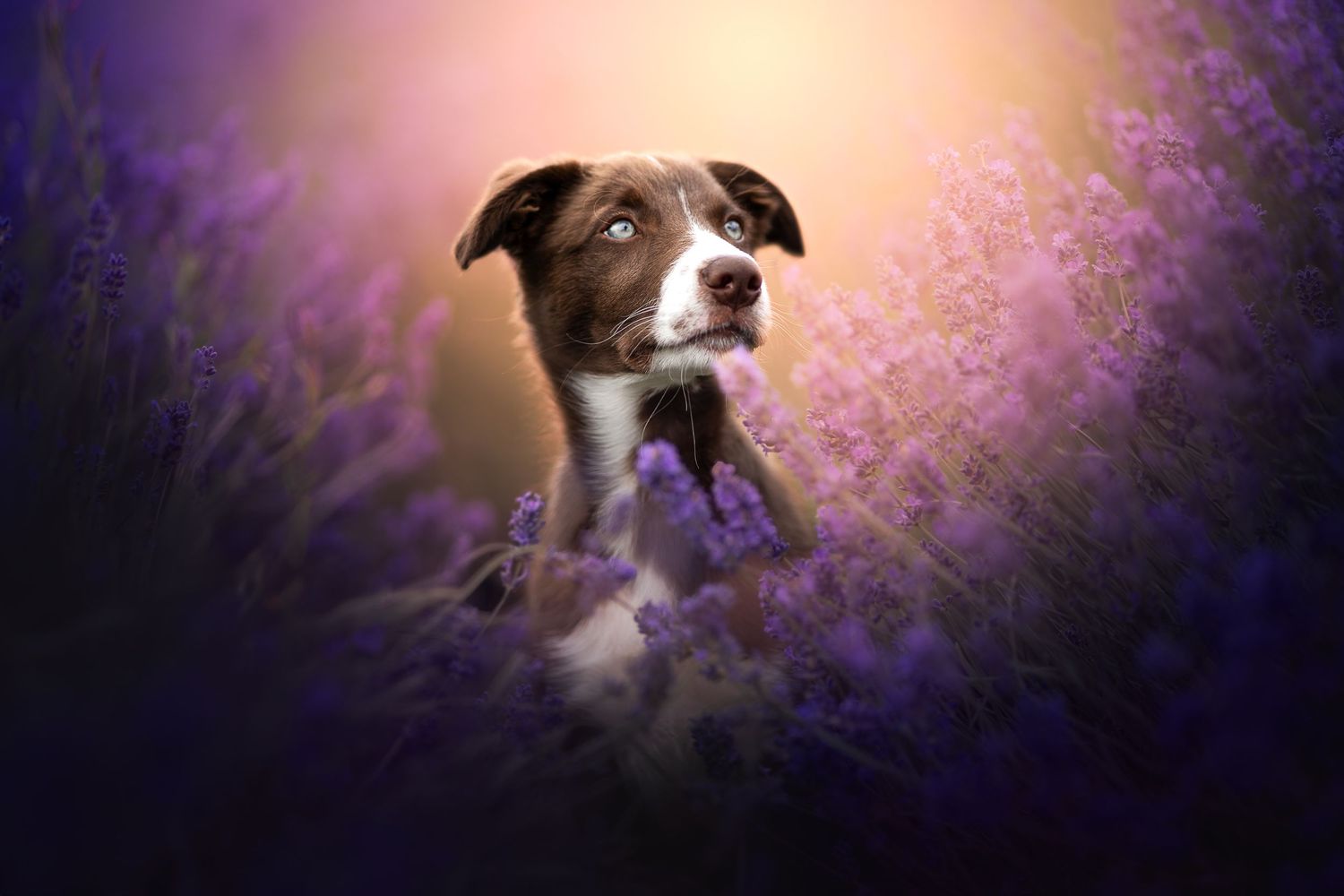a puppy border collie headshot at cotswold lavender