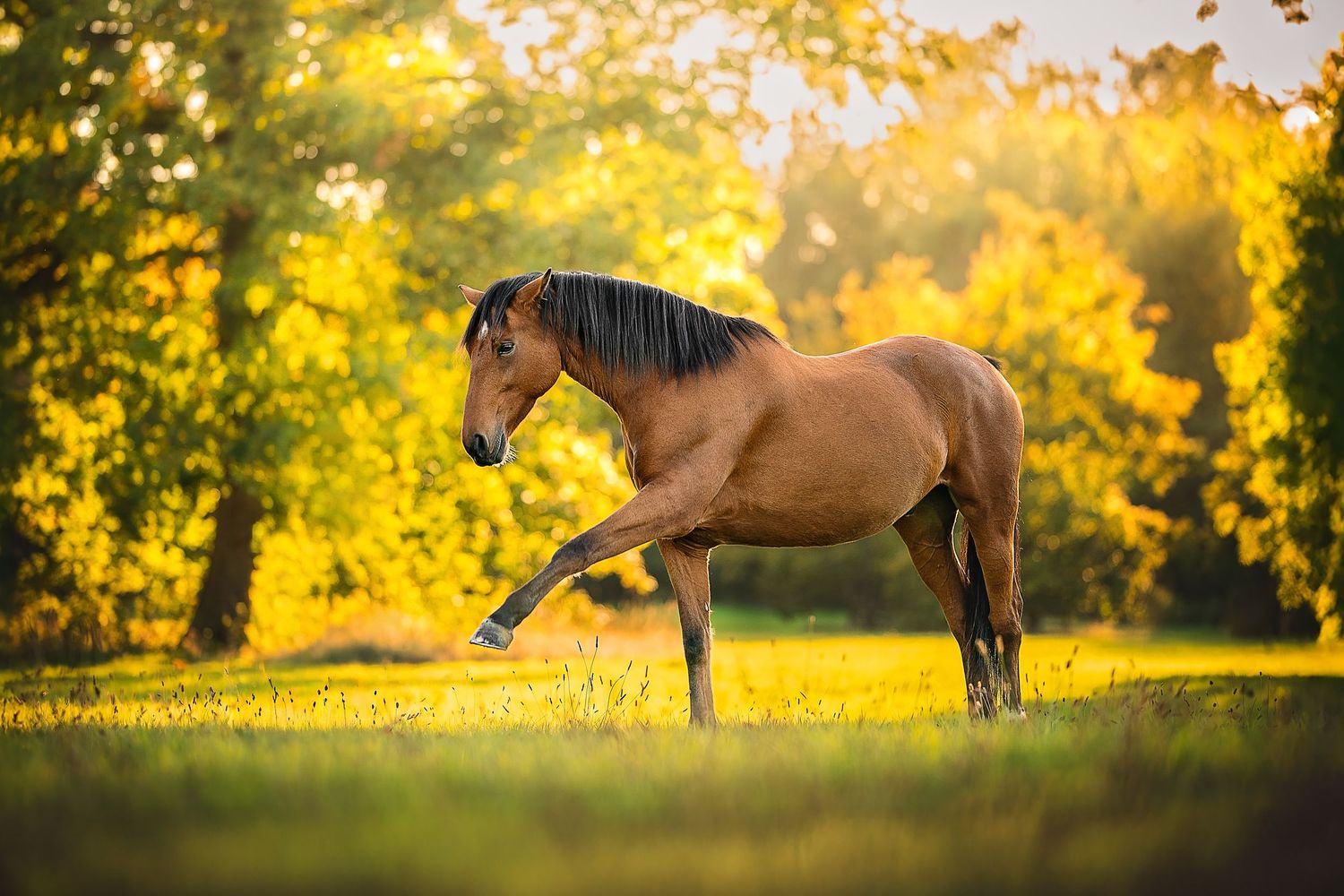 bay horse practicing trick training in a beautiful field with golden light