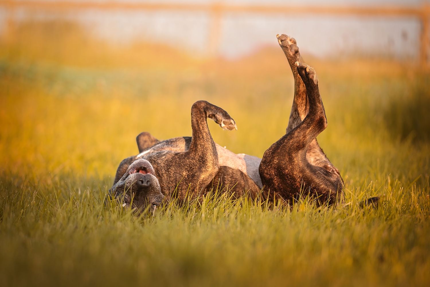 happy dog rolling in a field