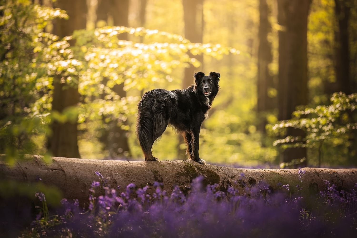 a border collie dog standing on a log among the bluebells in a woodland