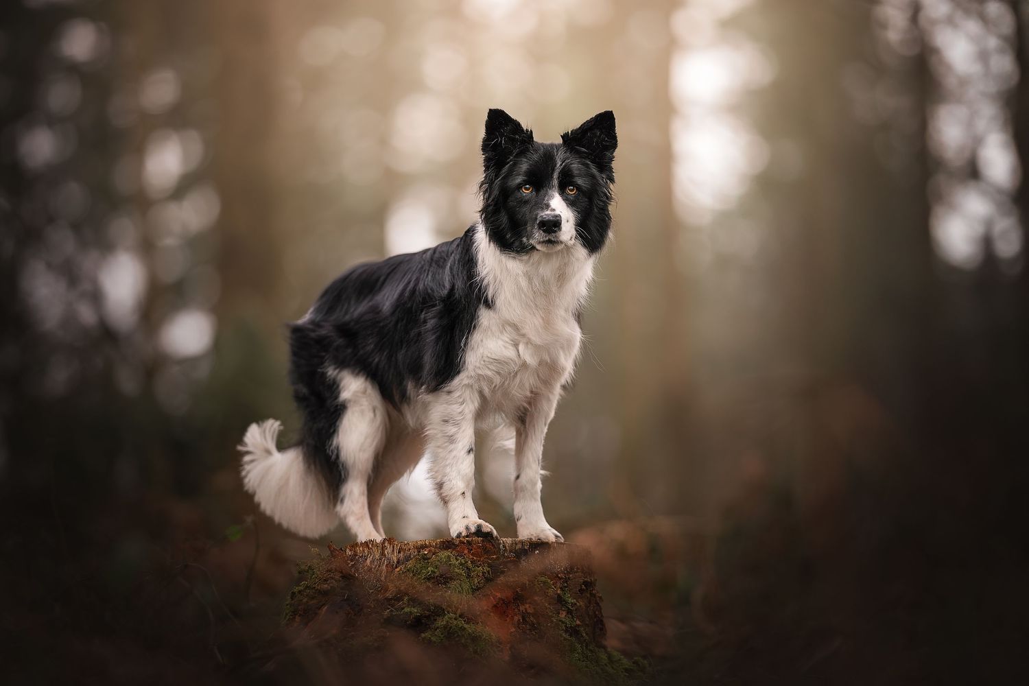 a border collie stood on a log in a forest