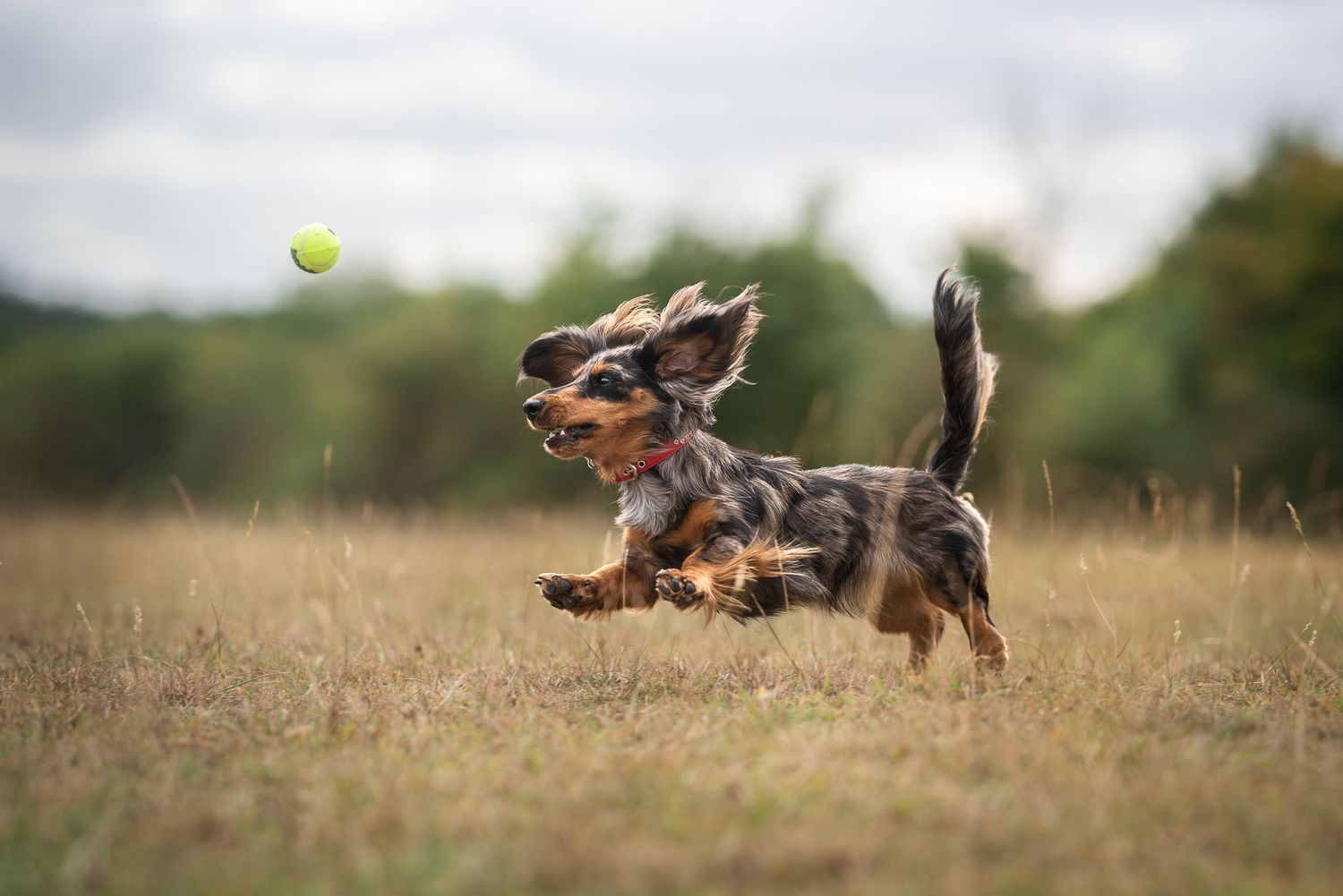 a dappled dachshund running after a tennis ball in a field in wiltshire