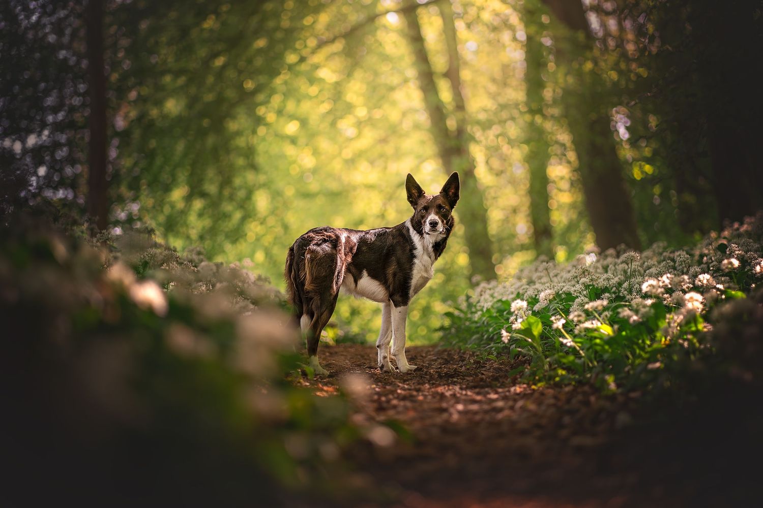 a dog posing in wild garlic in wiltshire