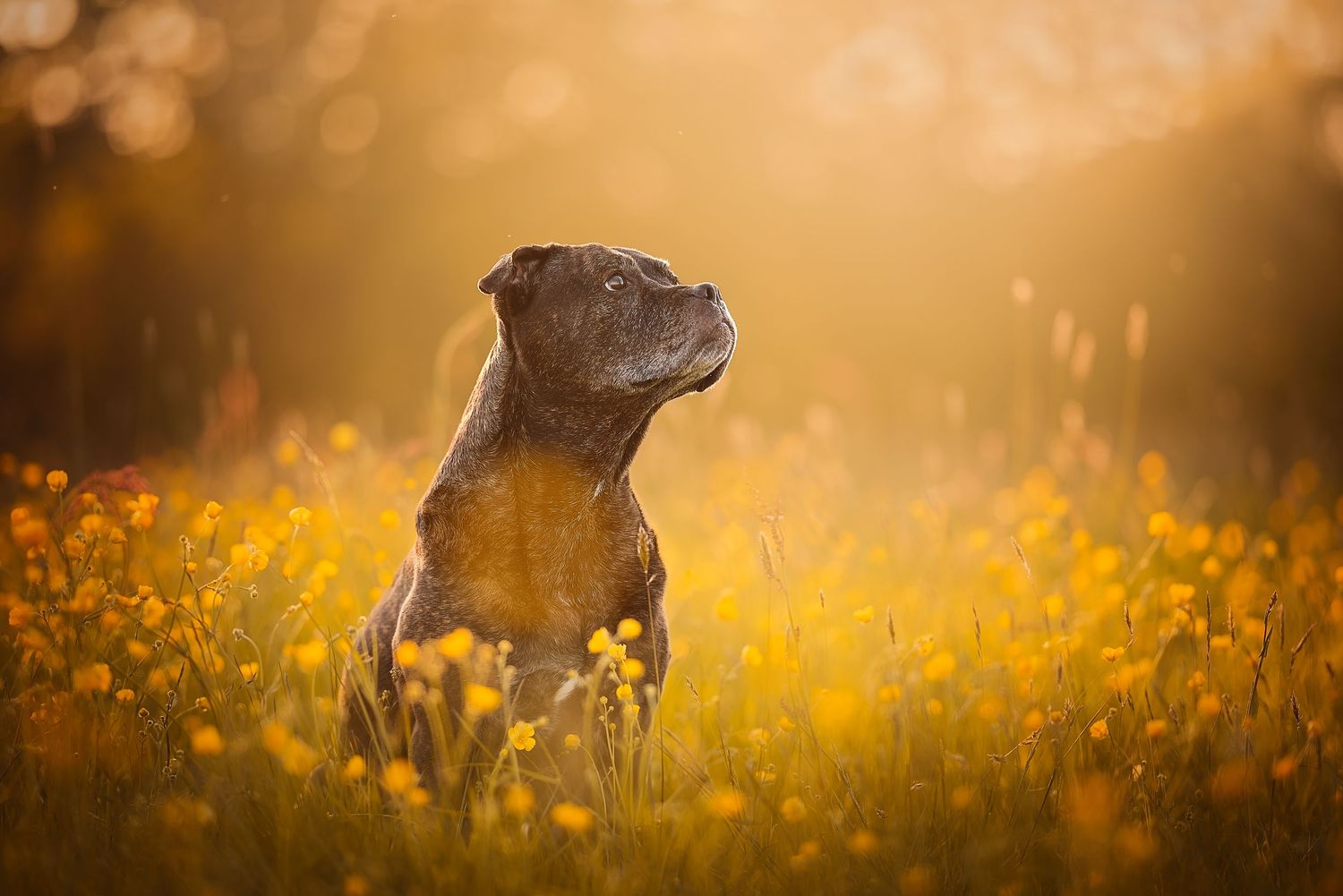 mixed breed dog sat in a field of buttercups