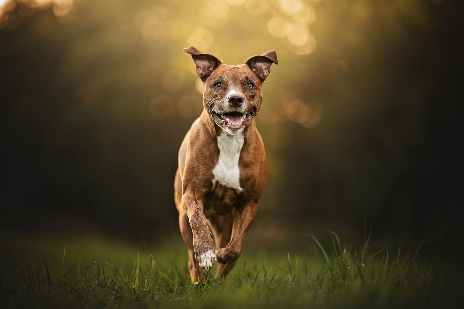 dog running towards camera at golden hour wiltshire field